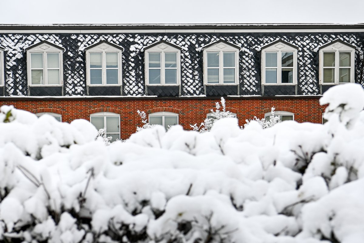 A fresh layer of snow covers a shrub next to Hale Hall.
