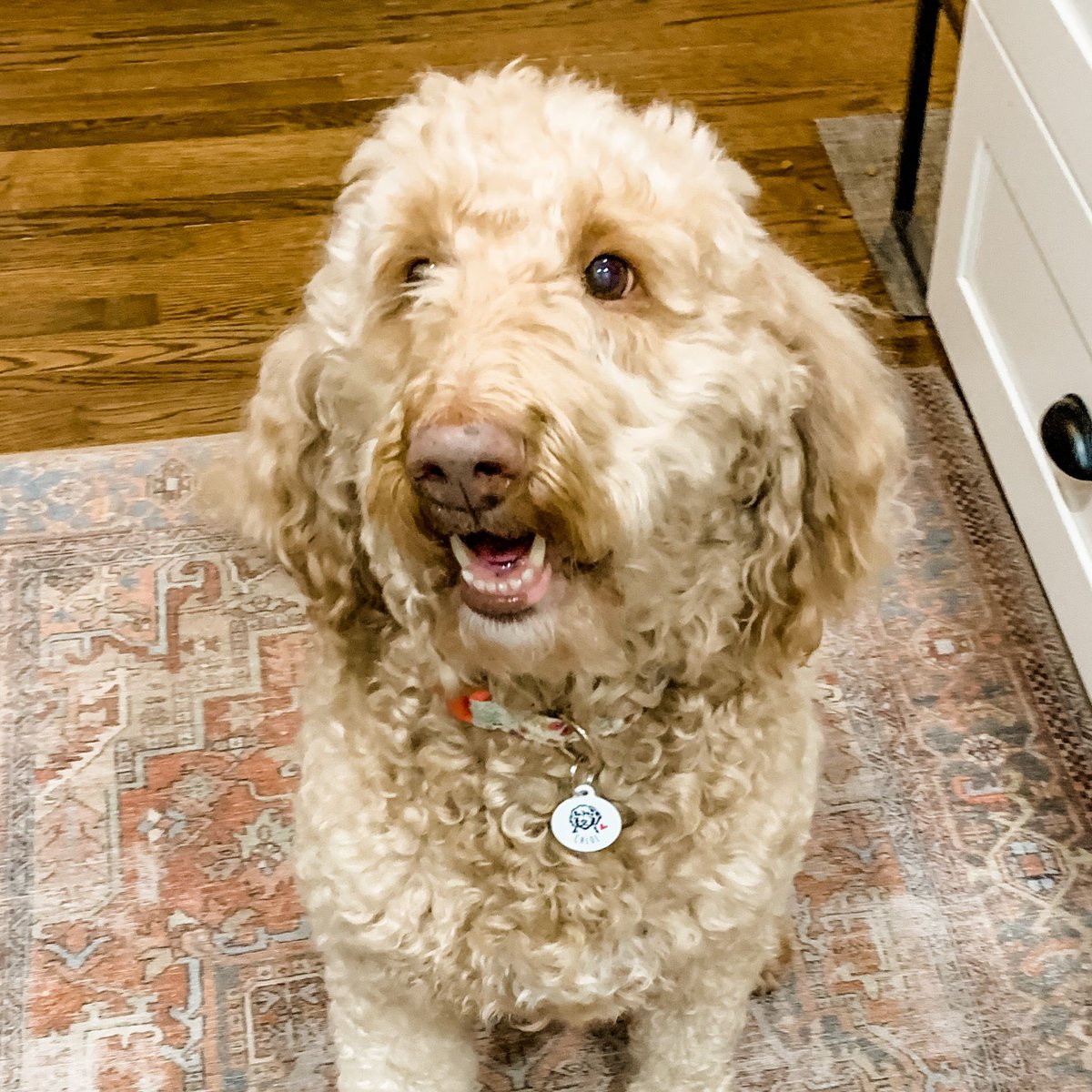 cre8capture's tweet photo. This pup is rocking our Personalized #IDTag designed specifically for #Labradoodles or #Goldendoodles. Customize the name on the front as well as the contact info on the back to keep your #furbaby safe, but still looking stylish 🕶️ https://t.co/CVfKsGFoLm https://t.co/eqq8Rt3fGM