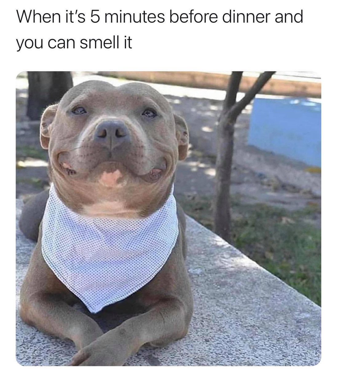 Dog Personalities tweet media