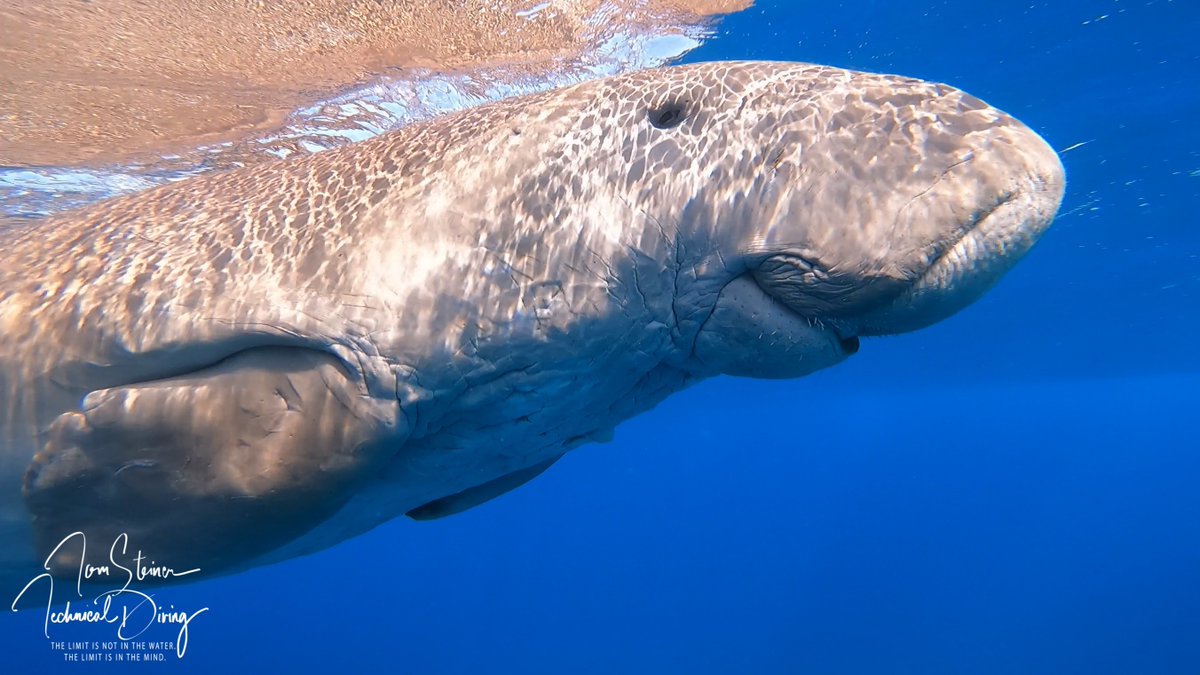 GozoTecDiving's tweet photo. #dugong in Egypt Marsa Alam with the gang :-) https://t.co/Q2wi1nG2zB