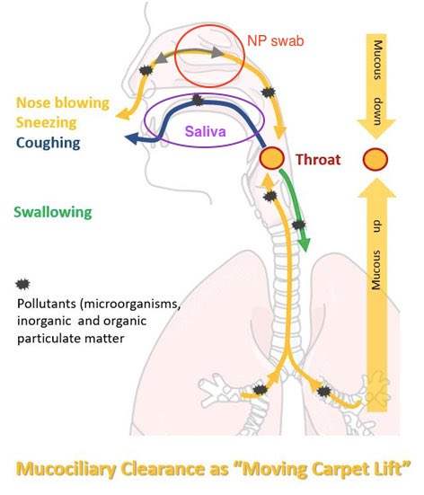 CatchTheBaby's tweet photo. Saliva viral load is a better predictor of disease than nasopharyngeal viral load.

New study from Yale:
Saliva viral load is a dynamic unifying correlate of COVID-19 severity and mortality https://t.co/ZHda6pOwEY

See: @VirusesImmunity's thread 
https://t.co/qfYbN5liJP https://t.co/iCFodXGPEa