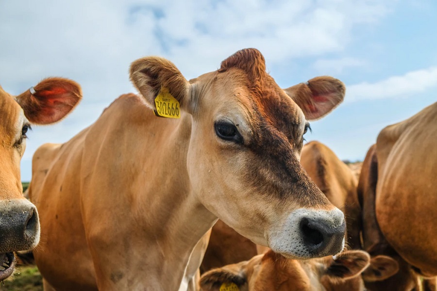 meatfreeplate's tweet photo. Which foods are most damaging to the environment?

https://t.co/WzxHIRbFIZ

One study fingers beef as the climate change culprit. Other meat and dairy products such as lamb, cheese and shellfish feature high up on the list.

#climatechange #ClimateCrisis #food #AACC #meat #dairy https://t.co/Hw4cqPUAoh