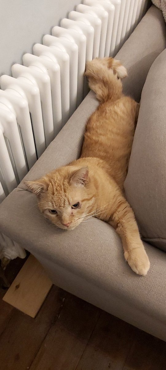 CatpawsLouis's tweet photo. It all started off so well!! Snuggling on the radiator. Arrghh and the sofa tried to eat me!! Mummy saved me! Phew! #cats #CatsOfTwitter #cat #CatsOnTwitter #help #meow #stuck #gingerboy  #toorelaxed #evilfurniture https://t.co/ghIzcXdcNa