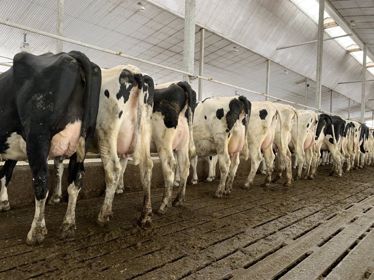 Johnvanbergeijk's tweet photo. Selling group of nice 2yr olds or 2nd lact cows. DM for details. Retweet’s appreciated https://t.co/vmgBTs7Ajp