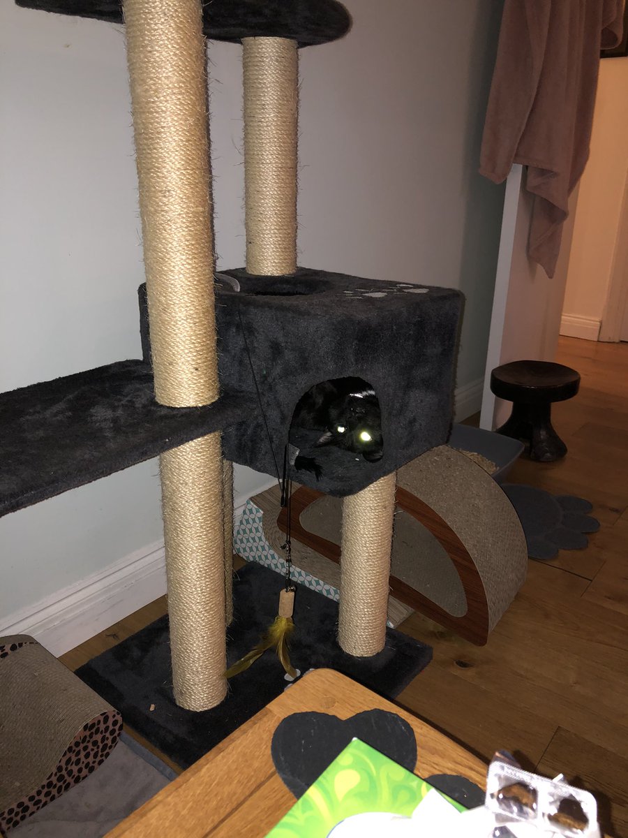 hashebeen's tweet photo. @LucyFur2u you officially have two more new recruits...one who is a bit under the weather rn but is the naughtiest adopted stray I know (Herbie) and the other who has the best “butter wouldn’t melt” but I will get you look (Skittles)! 😈 😈 https://t.co/EjdsI5bfXk