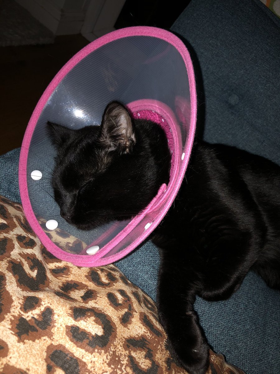 hashebeen's tweet photo. @LucyFur2u you officially have two more new recruits...one who is a bit under the weather rn but is the naughtiest adopted stray I know (Herbie) and the other who has the best “butter wouldn’t melt” but I will get you look (Skittles)! 😈 😈 https://t.co/EjdsI5bfXk