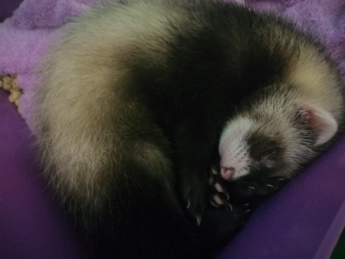 ls_skylight's tweet photo. Sometimes I make hasty decisions ;D

We named her Pixie✨ https://t.co/nD0kJUf7rG