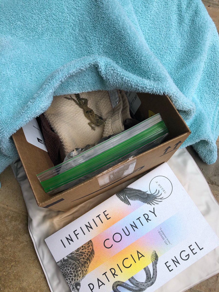 LIZARD UPDATE: I’m on the back porch and I’ve made a tiny cave atop a heating pad and I’m reading next to him to scare off any predators. He’s turning a more lizardy color and blinks at me when I turn the page.