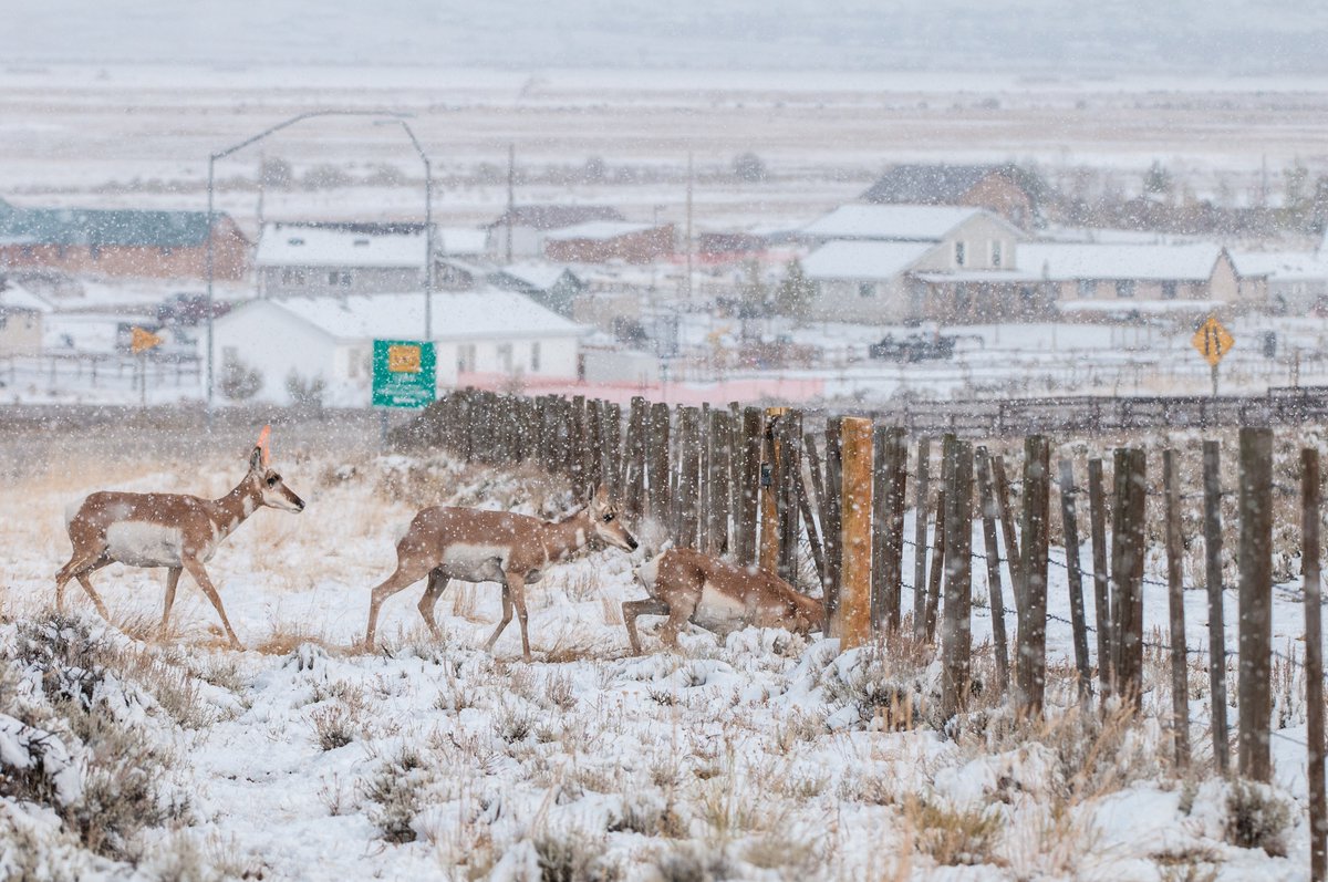  #animalmovement  #MovementEcology In our study area in southwest WY, pronghorn need to navigate over 6000km of fencing each year - nearly twice the length of the US-Mexico border (!) - and encounter fences 250 times on average, twice the encounter rate of mule deer.