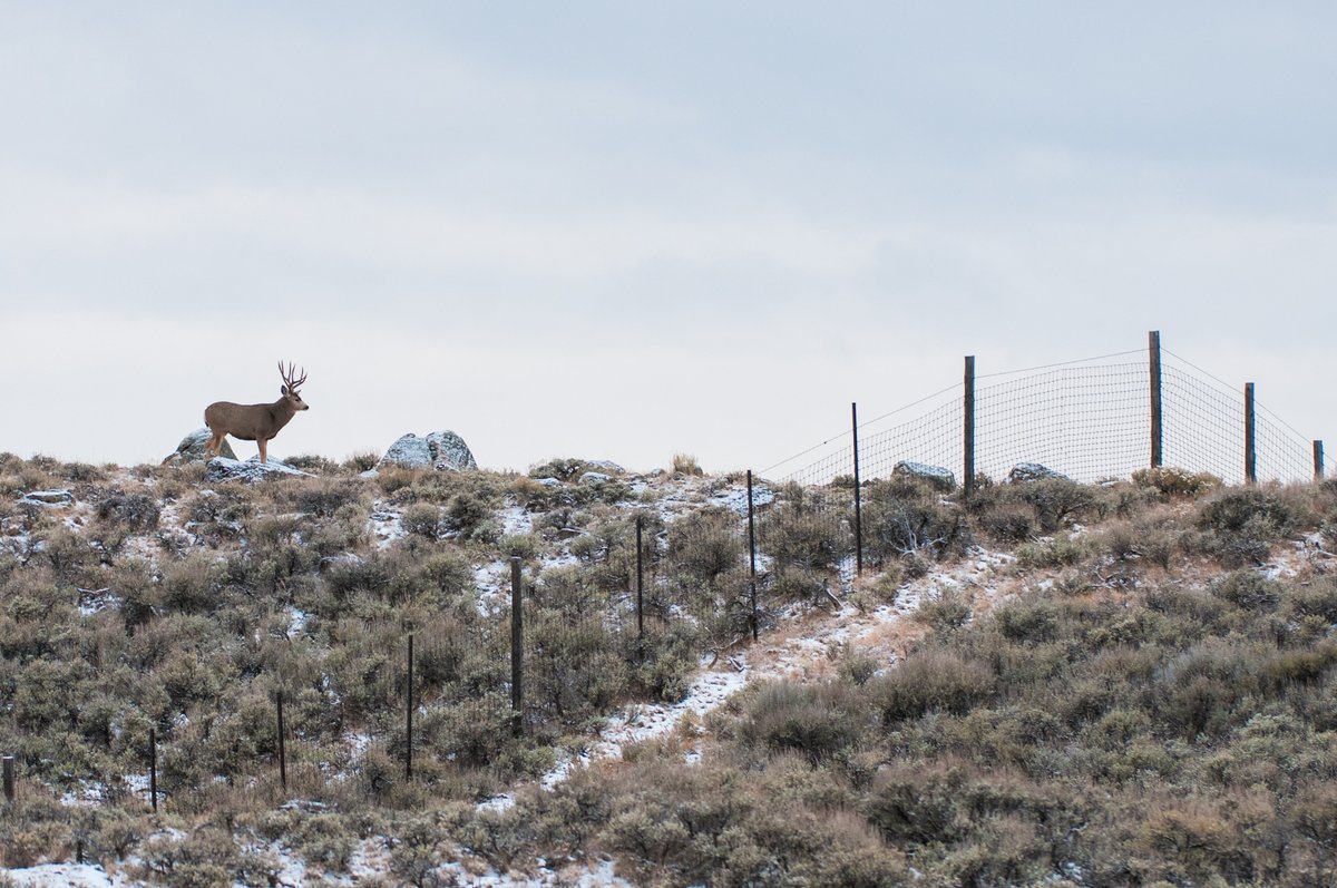 #animalmovement #MovementEcology In our study area in southwest WY, pronghorn need to navigate over 6000km of fencing each year - nearly twice the length of the US-Mexico border (!) - and encounter fences 250 times on average, twice the encounter rate of mule deer.