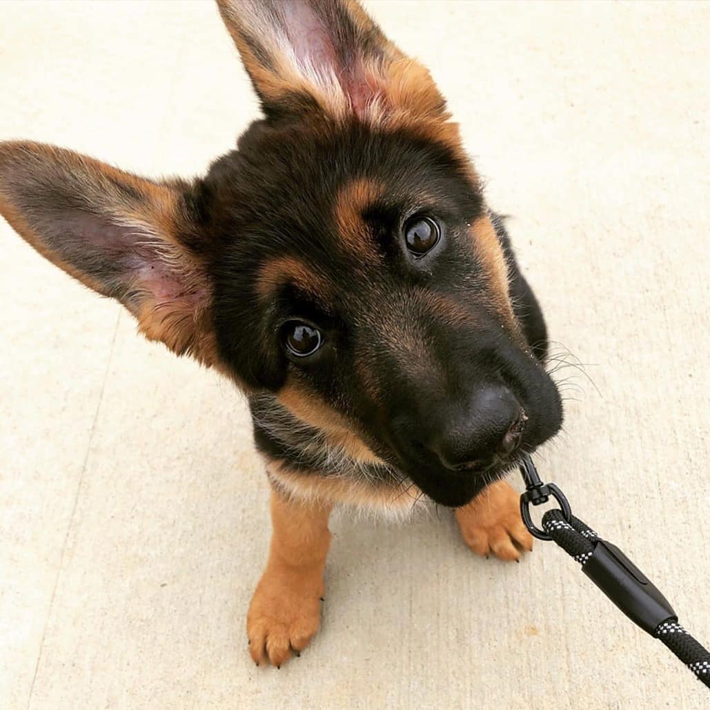 Hellooooo🐶
#dog #dogsofinstagram #dogs #doggy #dogoftheday #dogstagram #dogsofinsta #dogsofinstaworld #doglovers #dog_features #doglover #instadog #doglife #puppy #puppylove #puppyoftheday #puppydog #puppylife #puppygram #puppystagram #puppies #germanshepherd #germanshepherd