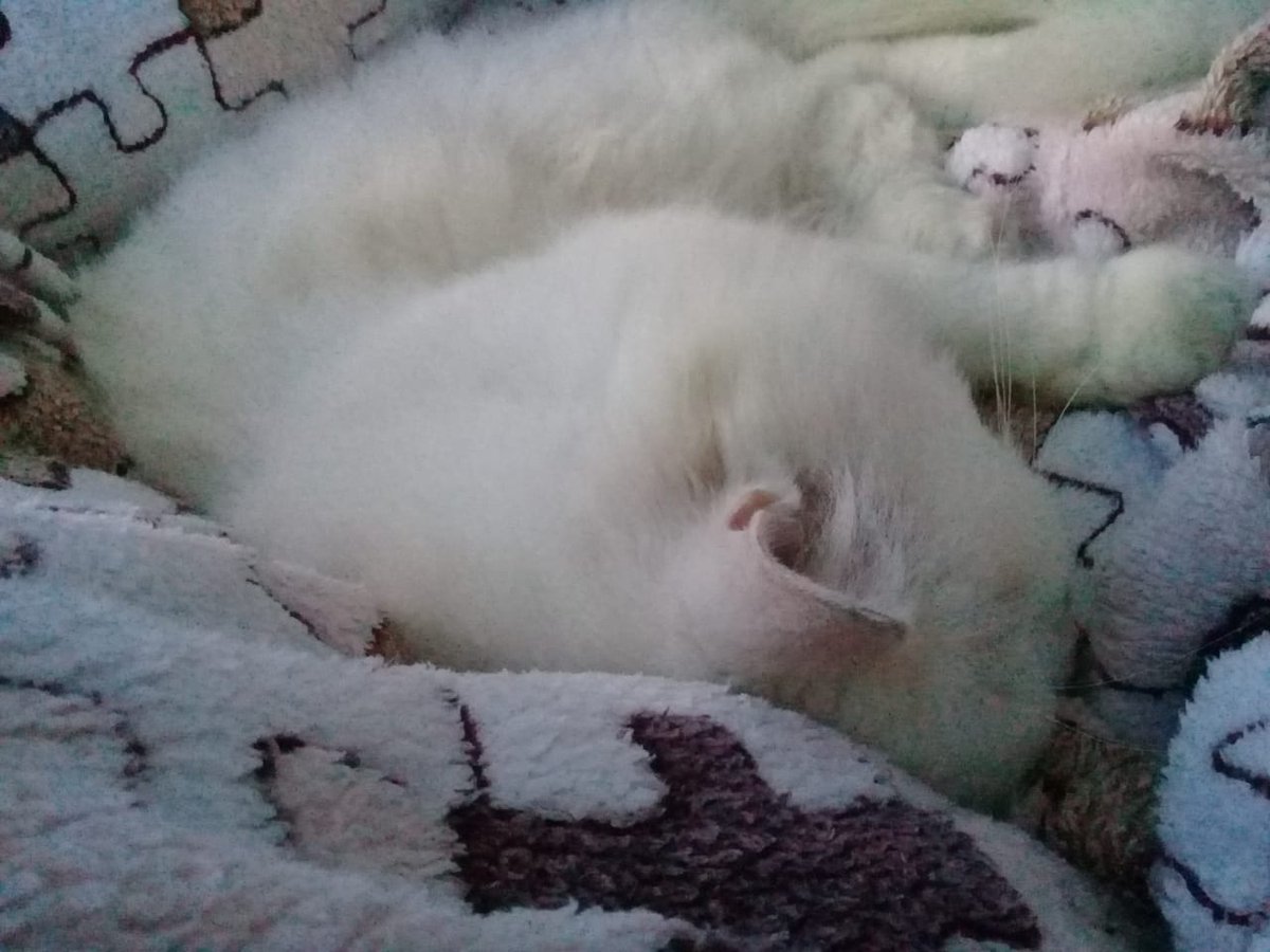 Biasanya jam segini dia tidur di lantai bawah, ntar mau subuh naik, minta makan, habis itu turun lagi. Jam 7an naik minta dikelonin, dan ini yg bikin gravitasi kasur makin besar 😅. Tapi dah tahu kebiasaannya, tetep aja dicariin juga, nggak sreg aja rasanya kl belum lihat dia 😁