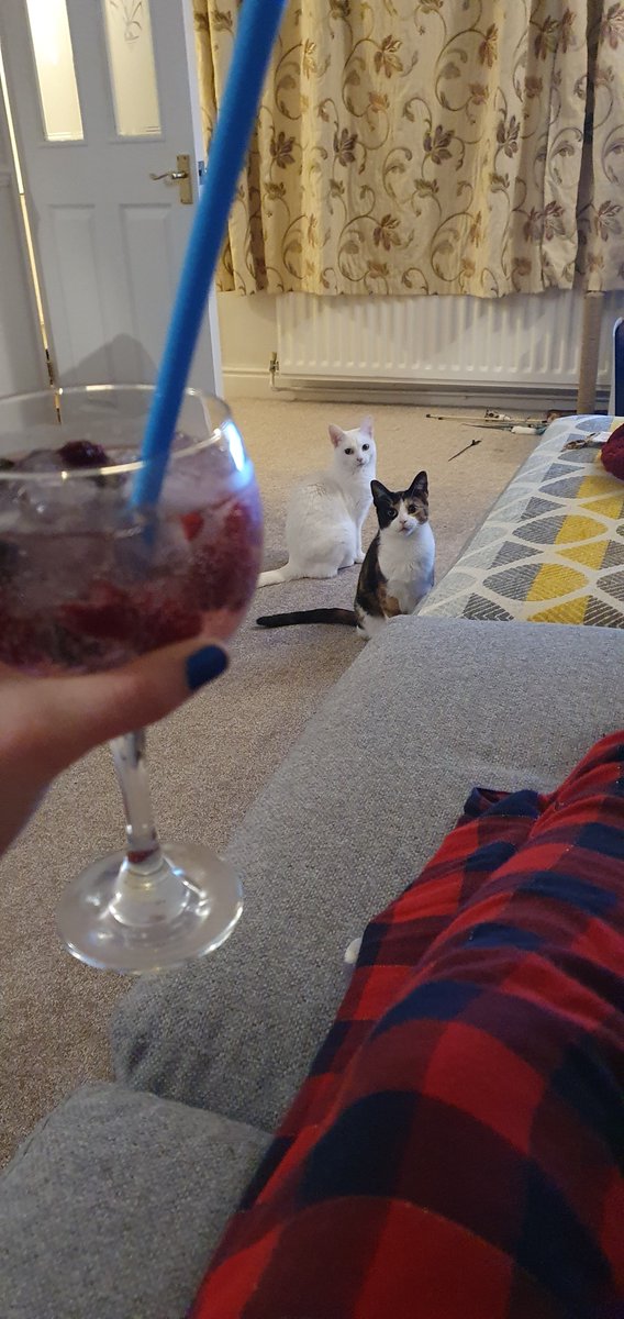 Niamh_F_Kielb's tweet photo. I made myself a gin. Scully is judging me. Mulder is in awe.
#CatsOfTwitter #GinBath #BathtubGin https://t.co/nxQSK7SJ9i