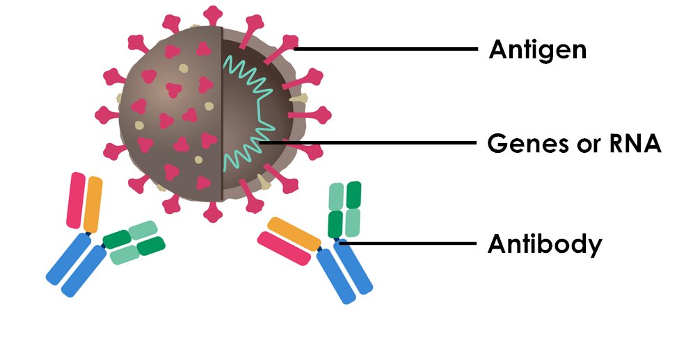 - Antigen testNow, this is a test looking for the protein structures of the virus. Not like the 'crime scene' test that you can multiply up to boost the signal in the lab. So this test works best when there is a lot of virus around e.g., early in disease or severe symptoms.