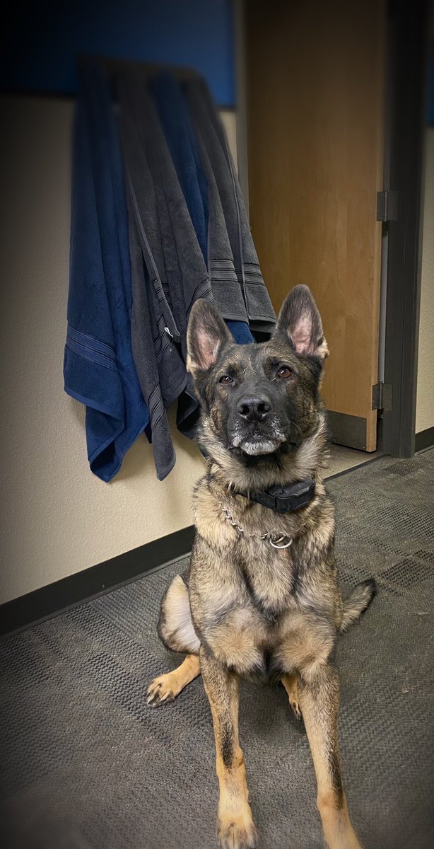K9Oni's tweet photo. Thanks you to some special people that heard  @ofc_pedersen and Kiro may need some new towels after searching residence with a chemical irritant! Now we have fluffy new spa day towels 🐕🐕🐕 https://t.co/RzXIoFqdKq