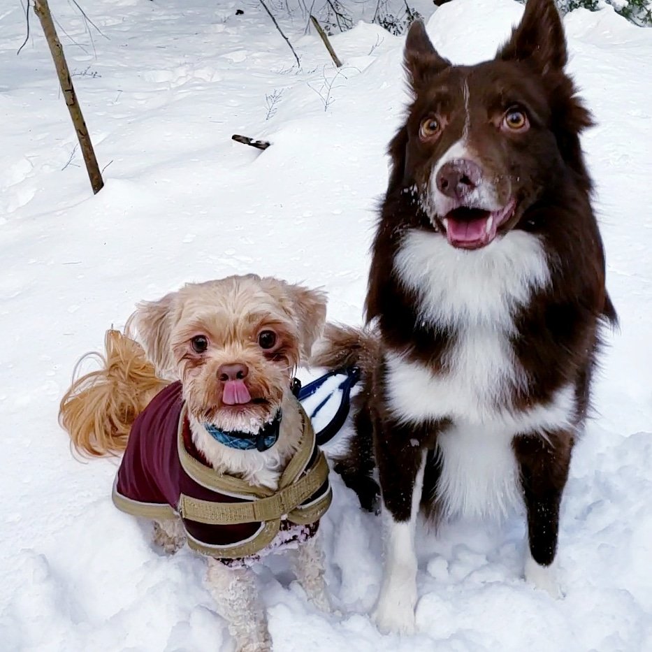 AgilitywAmanda's tweet photo. Joey the Muppet is so cheeky π
#dog #dogphoto #sillydog #funnydog #dogfaces #mondayfunny #doglooks #muppetdog https://t.co/DNQQtsLYh3