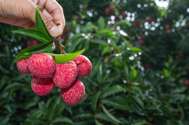 NorteAgroTO's tweet photo. Lichia é um bom investimento para o futuro, afirma produtor rural do interior de São Paulo; fruta é excelente fonte de vitamina C.
Confira dez curiosidades sobre o produto: https://t.co/YnbMa87WYz
#NorteAgroTO #lichia #lichieira #fruta #fruticultura #agricultura https://t.co/FHU4g1xlI3