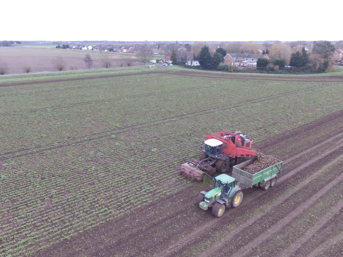 Harvesting the rest of the Sugar Beet to go to  @BritishSugar. This will go to make Silver Spoon Products that you can find in most big shops! Make sure you  #BuyBritish even when buying your sugar to help support local sustainable British Farming  #SilverSpoonSugar  #Farm365