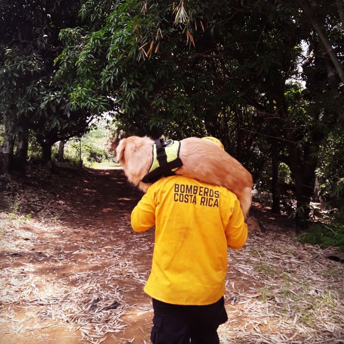 UCBCBCR's tweet photo. Buena práctica y merecido descanso para Mohana 
#Bomberos #somosprevencion
#rescate #rescue #rescuedog 
#searcandrescue #k9 https://t.co/aNezwdOTJG