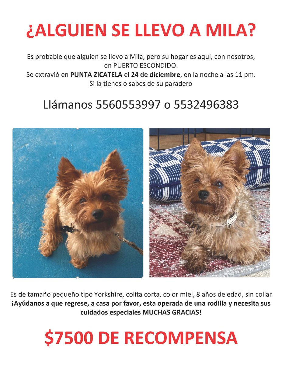 Huguibooguiboo's tweet photo. Mila sigue sin regresar a su casa... no logramos localizarla, sigan ayudándonos porfa 🙏🏻🙏🏻🙏🏻
#perroperdido #Oaxaca #PuertoEscondido #puntazicatela #RT https://t.co/d06u3eujxr