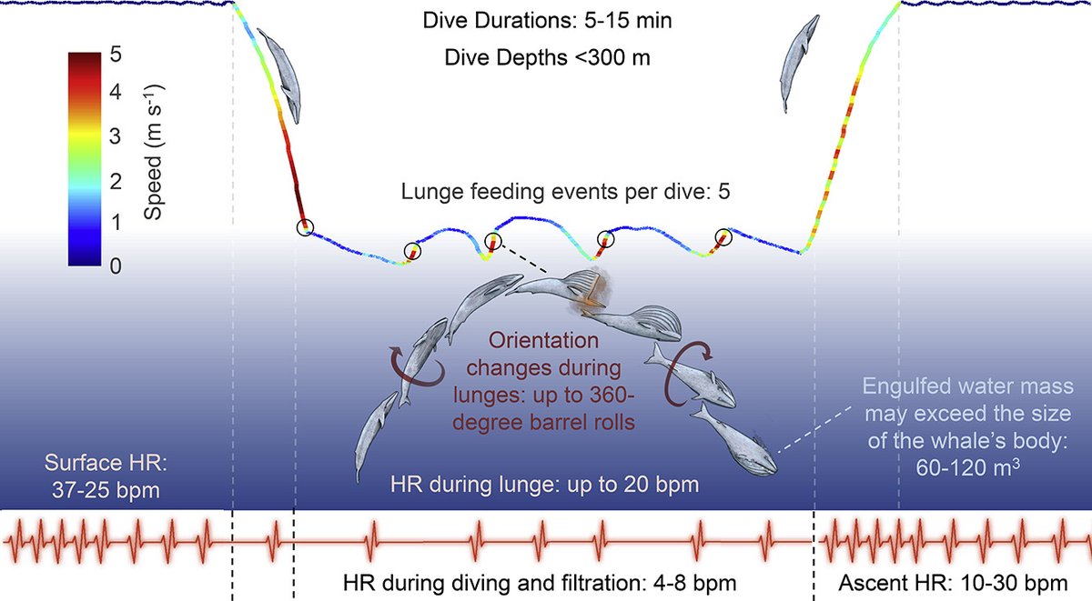 Review by J Goldbogen @GoldbogenLab & P Madsen @AarhusUni revisits the physiology and biomechanics of the #BlueWhale to enable informed decisions on ensuring co-existence in face of increasing human encroachment into marine habitats. sciencedirect.com/science/articl…