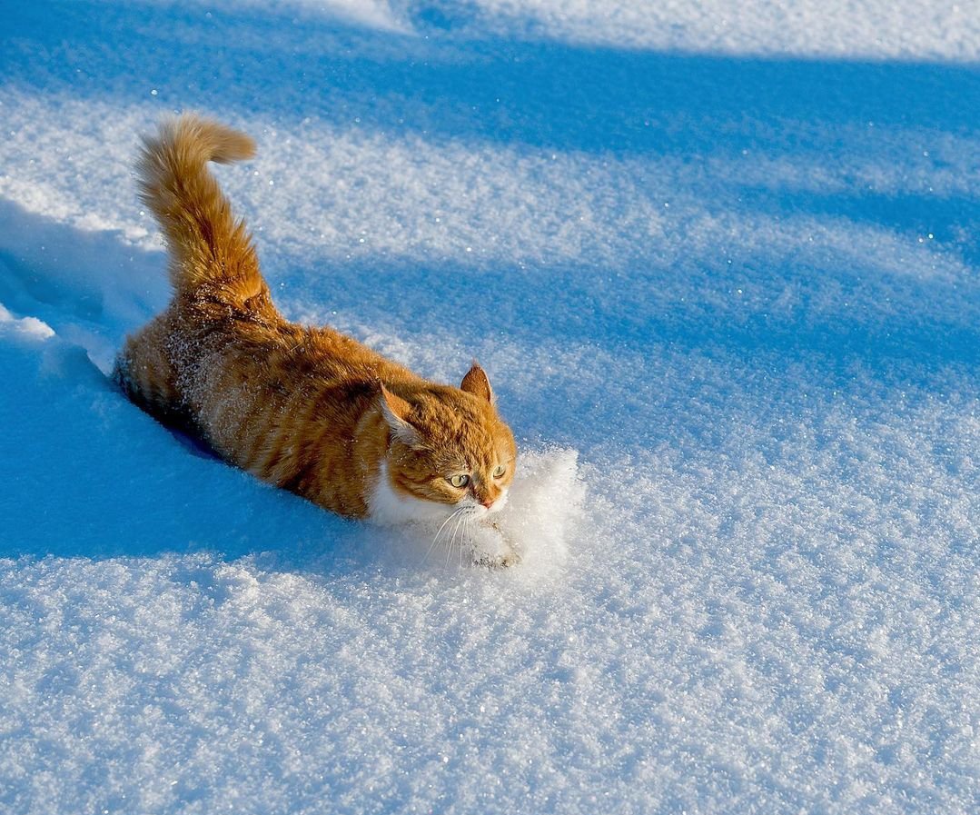 Winter ❄