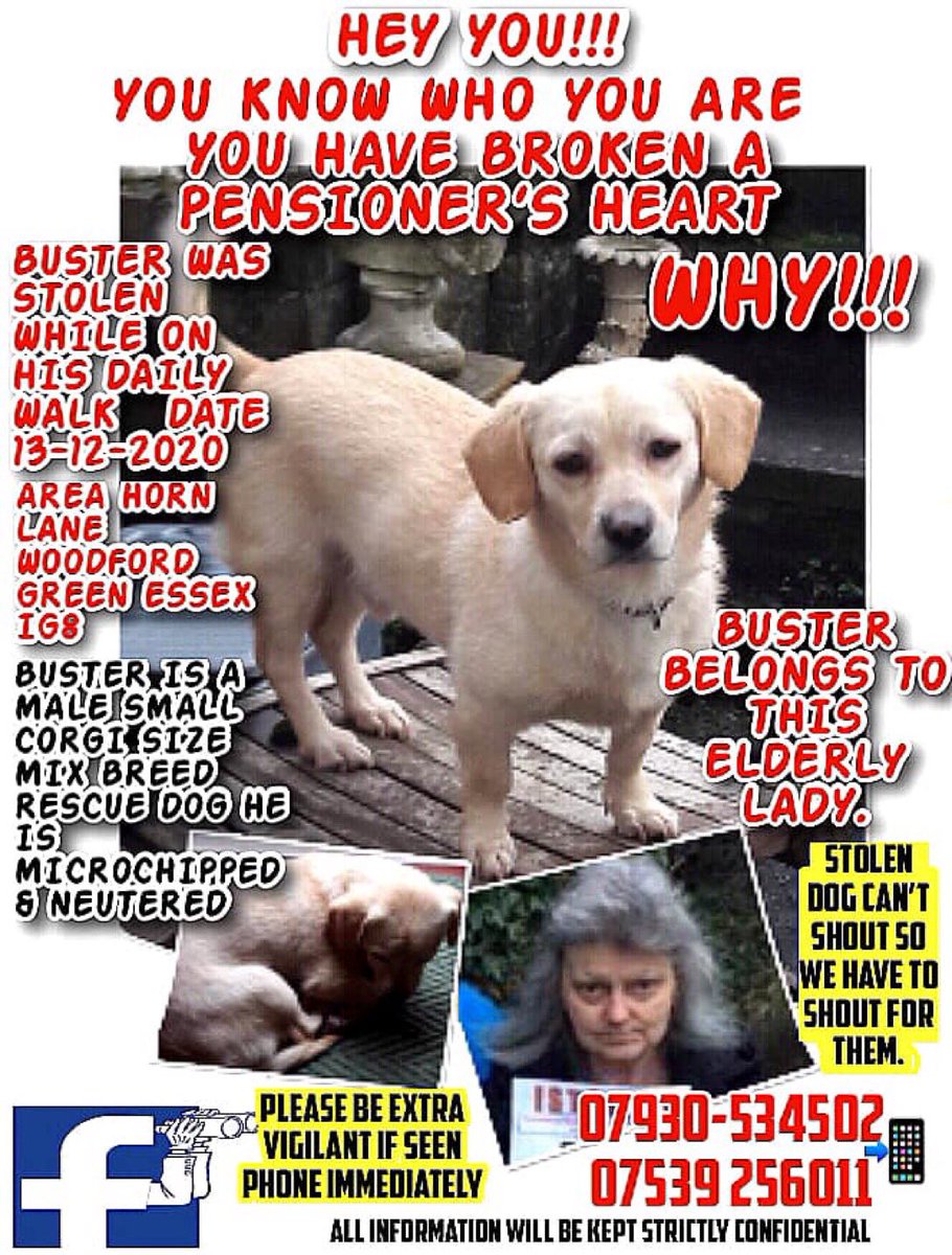 #WhereisBuster 🆘Please RT and help get Buster back home where he belongs. Stolen 13th December 2020 from #WoodfordGreen #IG8 #Essex Thank you 🙏 #stolendog #k9hour