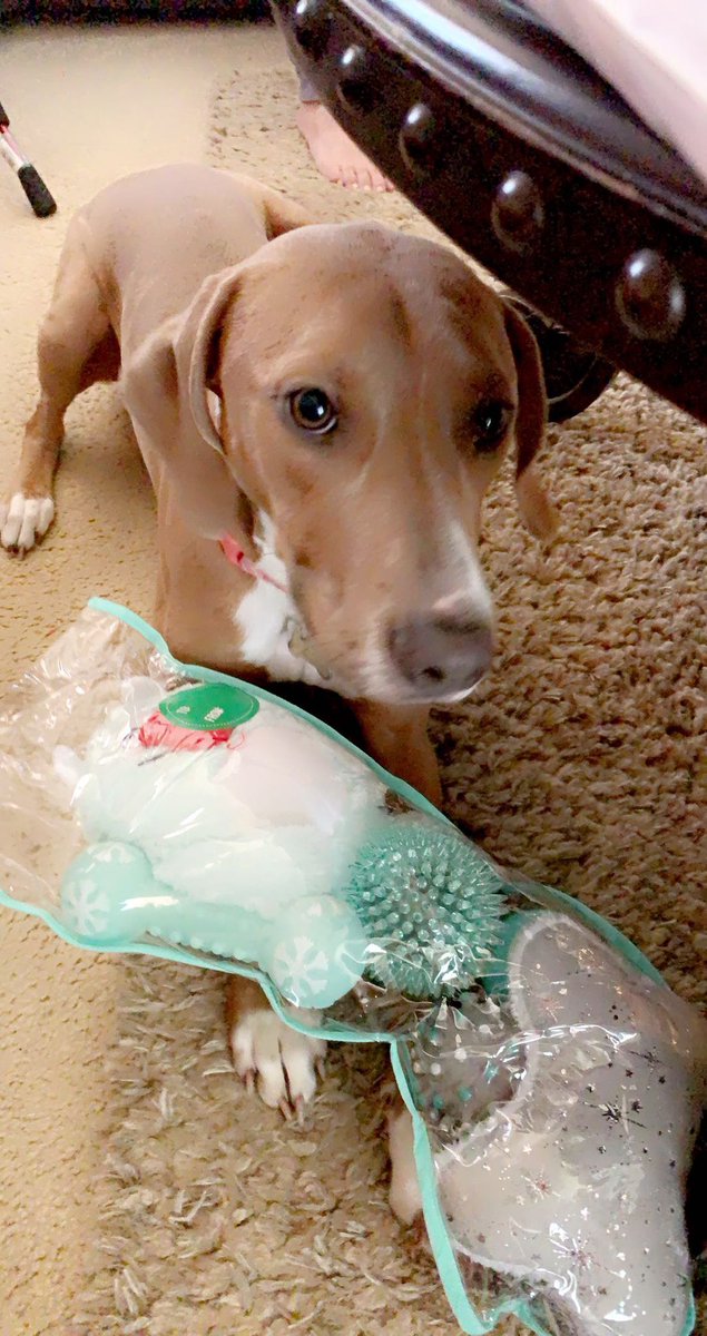 kaileyyysolis's tweet photo. I lost my sweet Millie Rain yesterday and have been looking nonstop with no luck. All of the Info is on the flyer I made. Please be on the lookout for her if you live in the Belton/Temple area. Please just repost and get this around for me. I need my baby home, she’s my world. https://t.co/1VGLdTzfwz