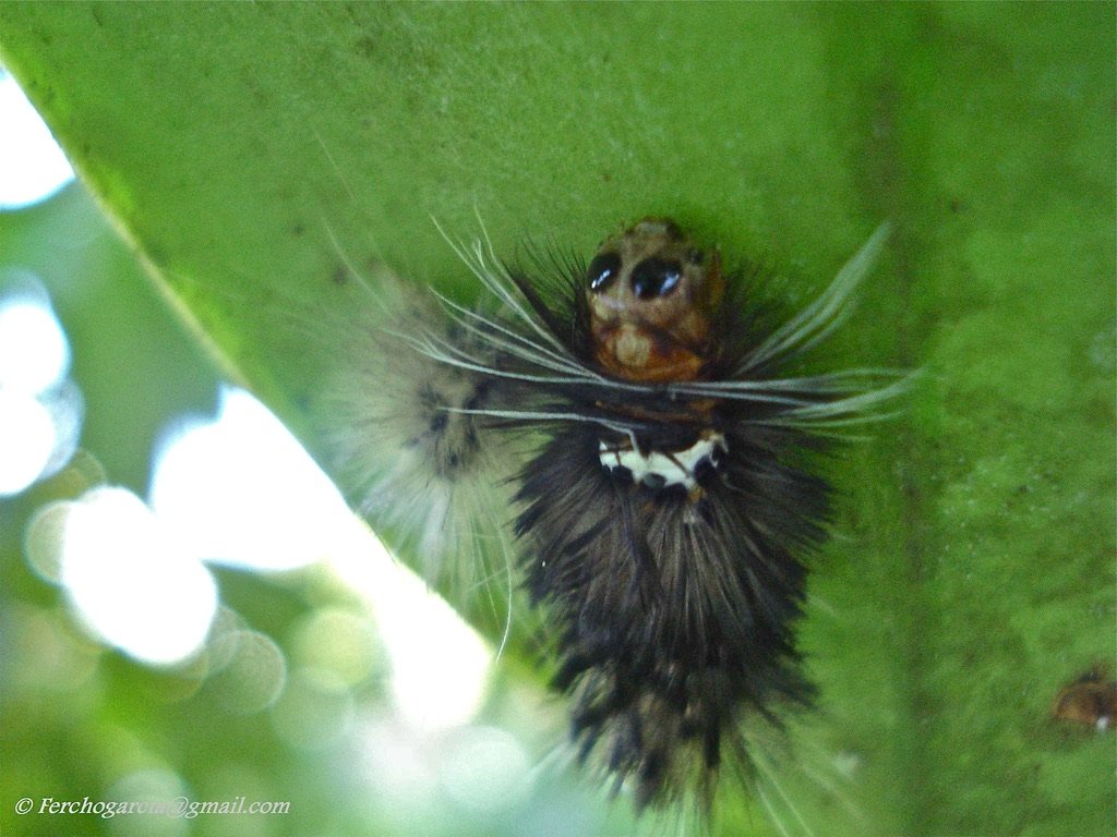 DrBananaGarcia's tweet photo. #MondayInsect (repost)
Which of these caterpillars is your favorite?
All my pics except for the blue one (credit: Sabine Rabbe)
#mindblow #orugas #caterpillar #larvae #insect #Mondayinsects https://t.co/fkaINzk2EH