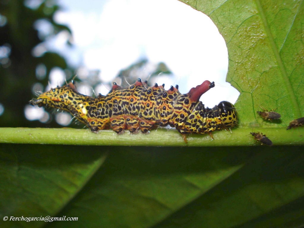 DrBananaGarcia's tweet photo. #MondayInsect (repost)
Which of these caterpillars is your favorite?
All my pics except for the blue one (credit: Sabine Rabbe)
#mindblow #orugas #caterpillar #larvae #insect #Mondayinsects https://t.co/fkaINzk2EH