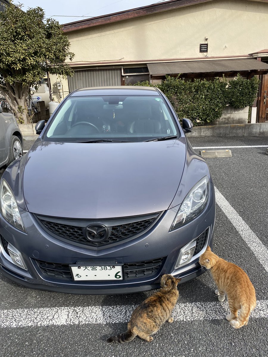 2人組が車の周りうろうろしてるしベタベタ触ってる 盗むつもりか 既に心を盗まれていた これが噂の泥棒猫 Togetter 2人組が車の周りうろうろしてるしベタベタ触ってる 盗むつもりか 既に心を盗まれていた これが噂の泥棒猫 Togetter