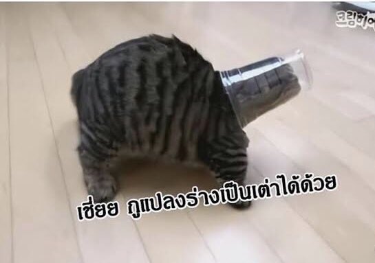 Ikittyyou_'s tweet photo. เพื่อนรุ่นเดียวกันเริ่มถยอยมีแฟนพวกรุ่นพี่เริ่มแต่งงานส่วนกุ https://t.co/Bn8IQTsAGI