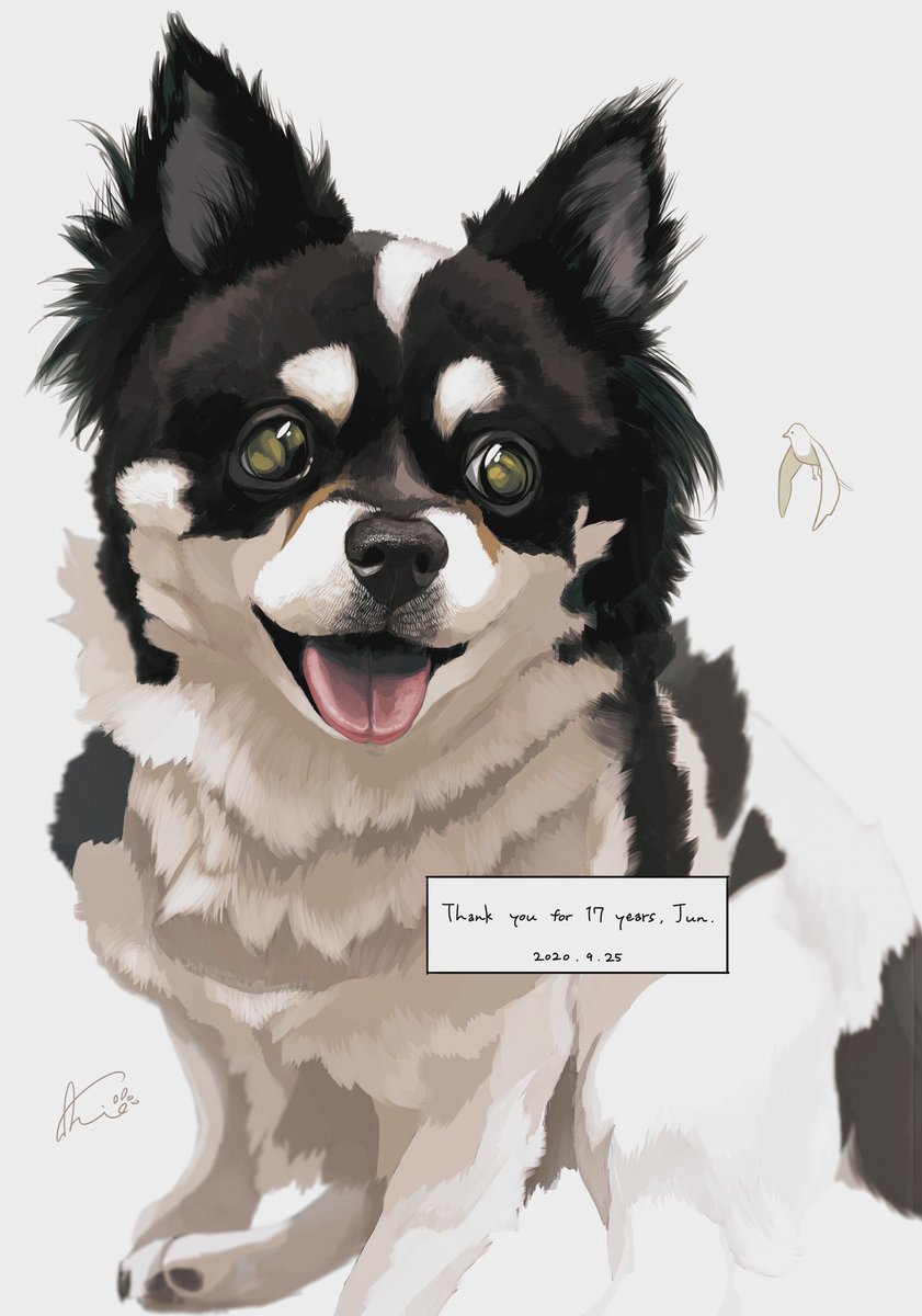 wakokei's tweet photo. 去年９月になくなった犬のイラストをsakioさんに
@DoraSakio　描いてもらいました。カワイイ表情でとても気に入ってます。遺影の写真を飾ってなかったので使わせてもらいます。 https://t.co/mpDI87E9x6