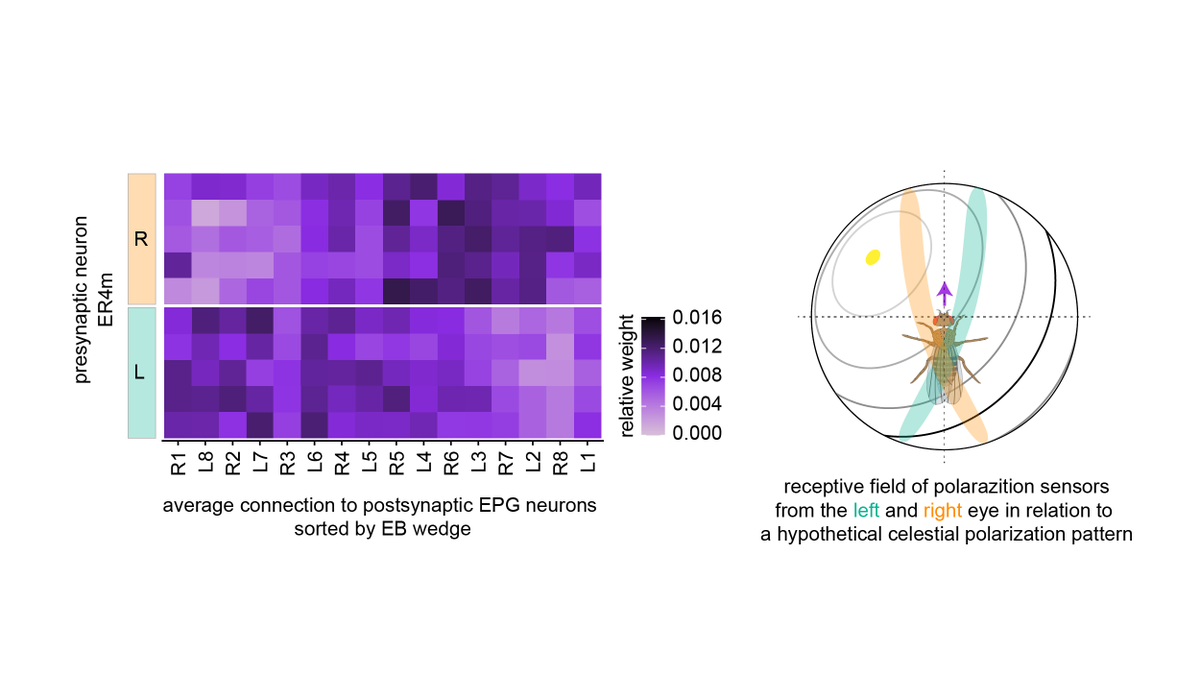 2) The strength of connections from ring neurons -> EPG neurons varies between types. Polarization-sensitive ER4m neurons provide the strongest input. For this type, we found a curious connection pattern might help with resolving the ambiguous polarization signal.14/n