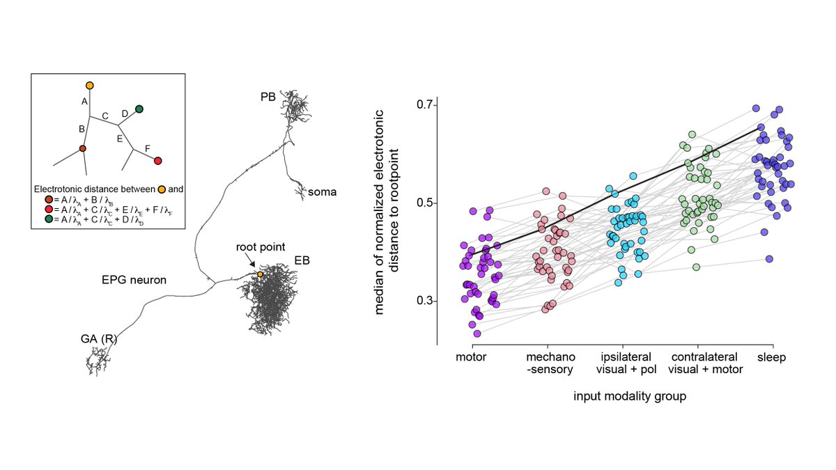 3) The position of ring neuron synapses along EPG arbors varies systematically with the sensory information that ring neurons carry. Self-motion as well as mechanosensory inputs are positioned to strongly affect EPG activity. Shout-out to  @MarcellaNoorman for this analysis!15/n