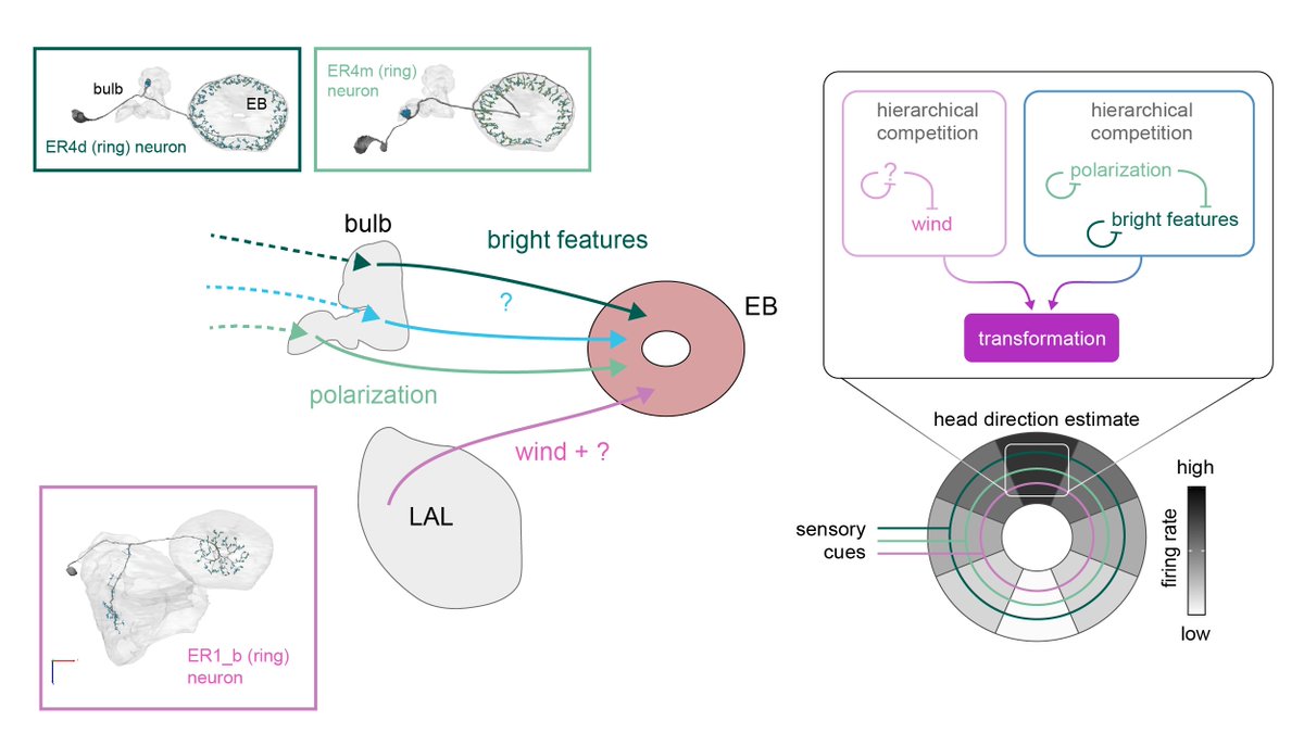 Together, the circuit motifs we described might help resolve conflicts between guidance cues, allowing the fly to maintain a stable head direction representation in a complex, dynamic world.16/n