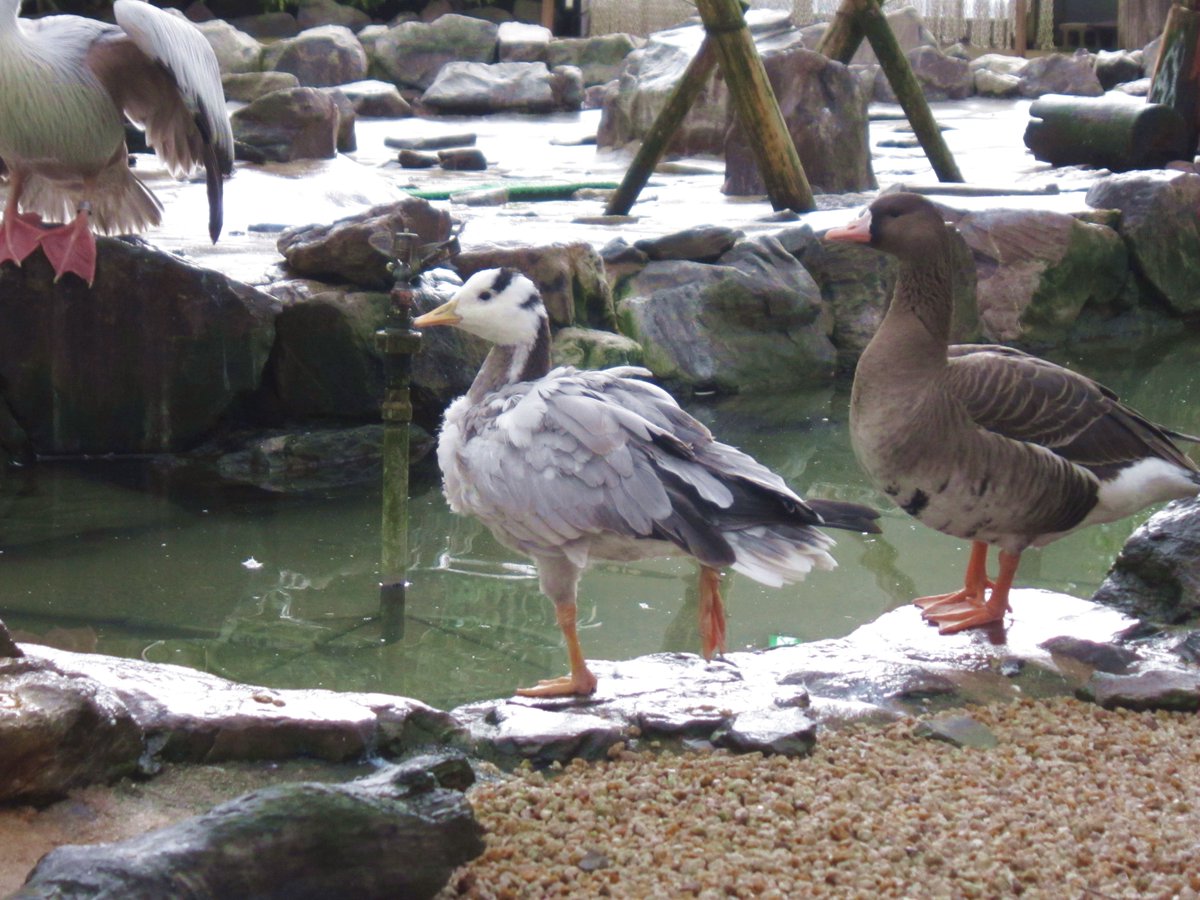 松江フォーゲルパーク ここの床 冷たっ 片足立ちといえばフラミンゴですが 体温を逃がさないため 他の鳥も片足立ちしていることがよくあります インドガン マガン 松江フォーゲルパーク