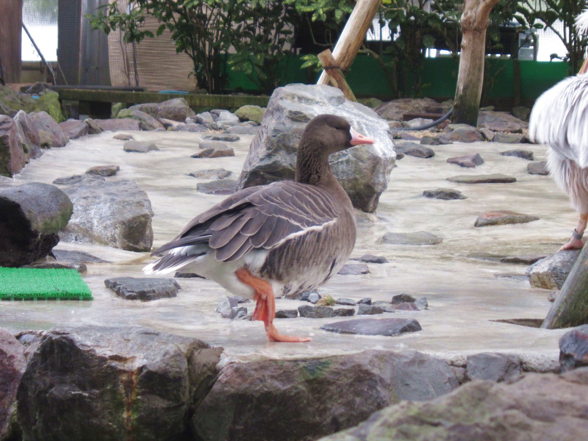 松江フォーゲルパーク ここの床 冷たっ 片足立ちといえばフラミンゴですが 体温を逃がさないため 他の鳥も片足立ちしていることがよくあります インドガン マガン 松江フォーゲルパーク