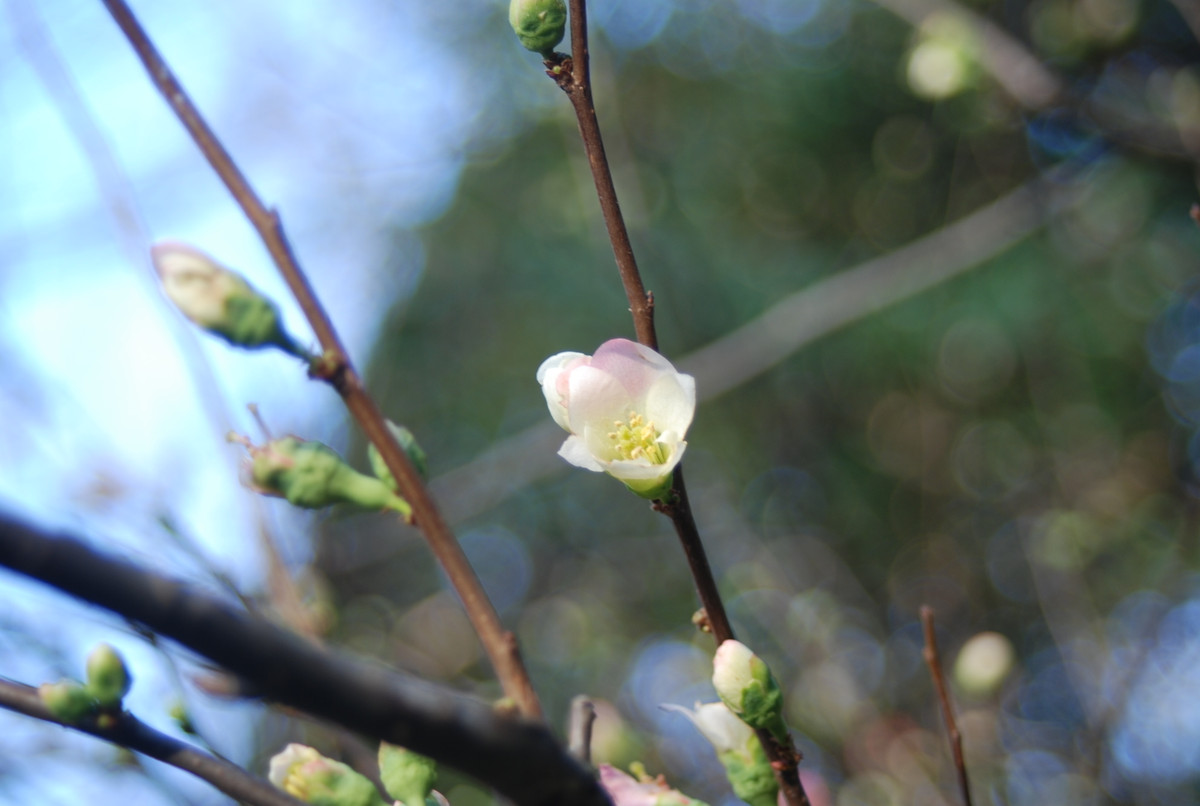 共立第二の自然 ボケには２００種類以上の多くの品種があり 春に花を咲かせるものと区別して この時期に咲くものを 寒ボケ と呼ぶようです 寒い日でもこの花を見ると心が温まり ホッとする感じがします ボケ