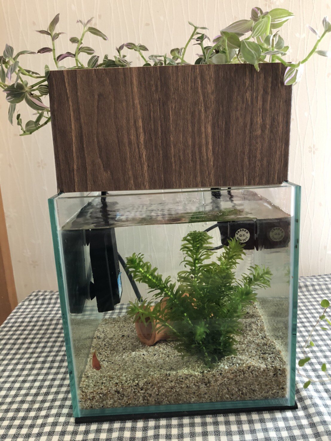 水替え不要水槽 西条庭園 cm型ろ過装置にシートを貼ってみました こういう楽しみ方もできますよ ちなみに100均で売っているリメイクシートです 水替え不要水槽 金魚 水槽セット