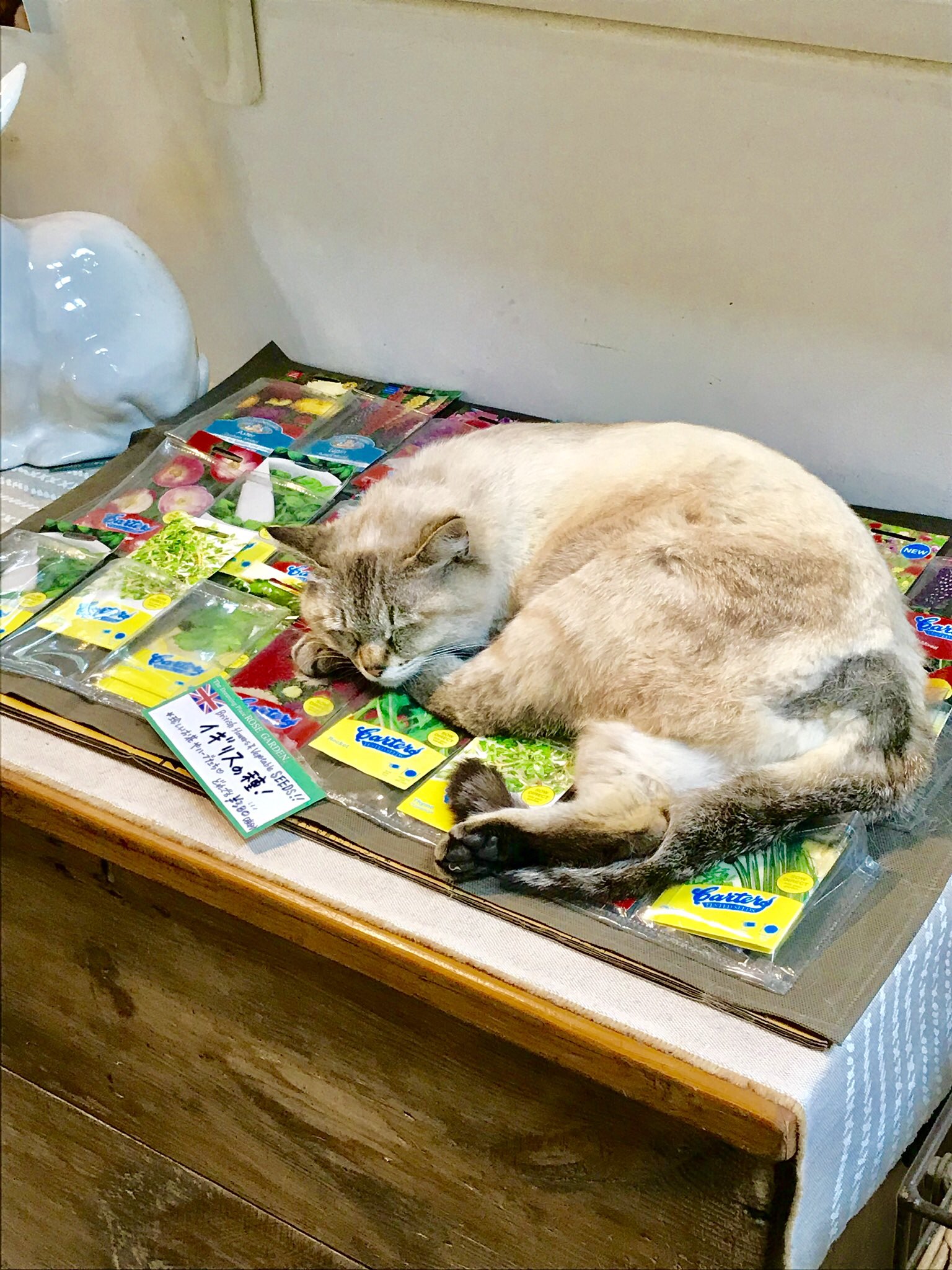 ももさみ Nhkで猫の楽園やってたのかー ここの猫ちゃんめちゃくちゃ可愛い お庭もすごく素敵でカフェも可愛い 猫の楽園 もふもふモフモフ ドリプレローズガーデン T Co Ikjngskv3z Twitter