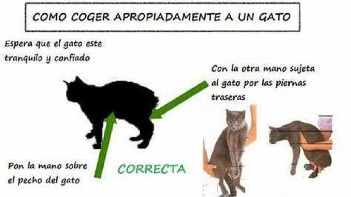 Ukulanda's tweet photo. ¡Te Caché!
Lo que no sabes que ahora sabrás

#GatosLindos #Cats #MiFamilia https://t.co/DTJaYAI6cW