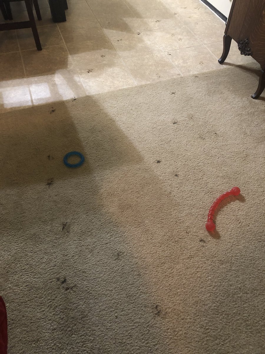 LuciaW_Nguyen's tweet photo. Dear Mom &amp; Dad, 

I really wanted to visit my buddy next door! The ground was perfect for digging! It’s just a little mud not sure why you guys are so mad?!?  

❤️ Bella
#livinwithbella 🙄 https://t.co/HWIgzPo1f2
