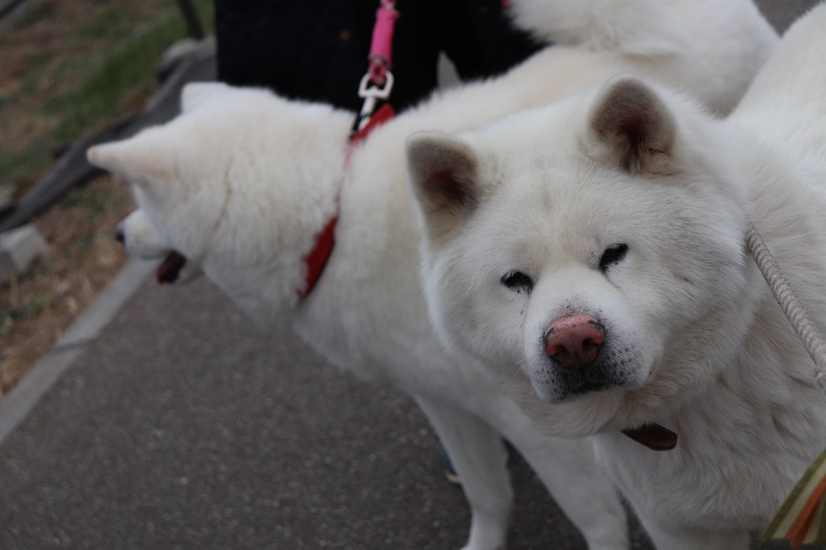 はくお 只今 11歳目指せ 健脚犬生 秋田犬はくお 秋田犬メリー 白犬コンビ メリーちゃん 遊びに来てくれました メリーちゃん3歳のキャピキャピな女の子だよ