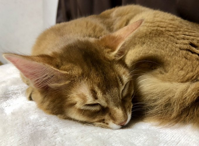 ニャンズのtwitterイラスト検索結果 古い順