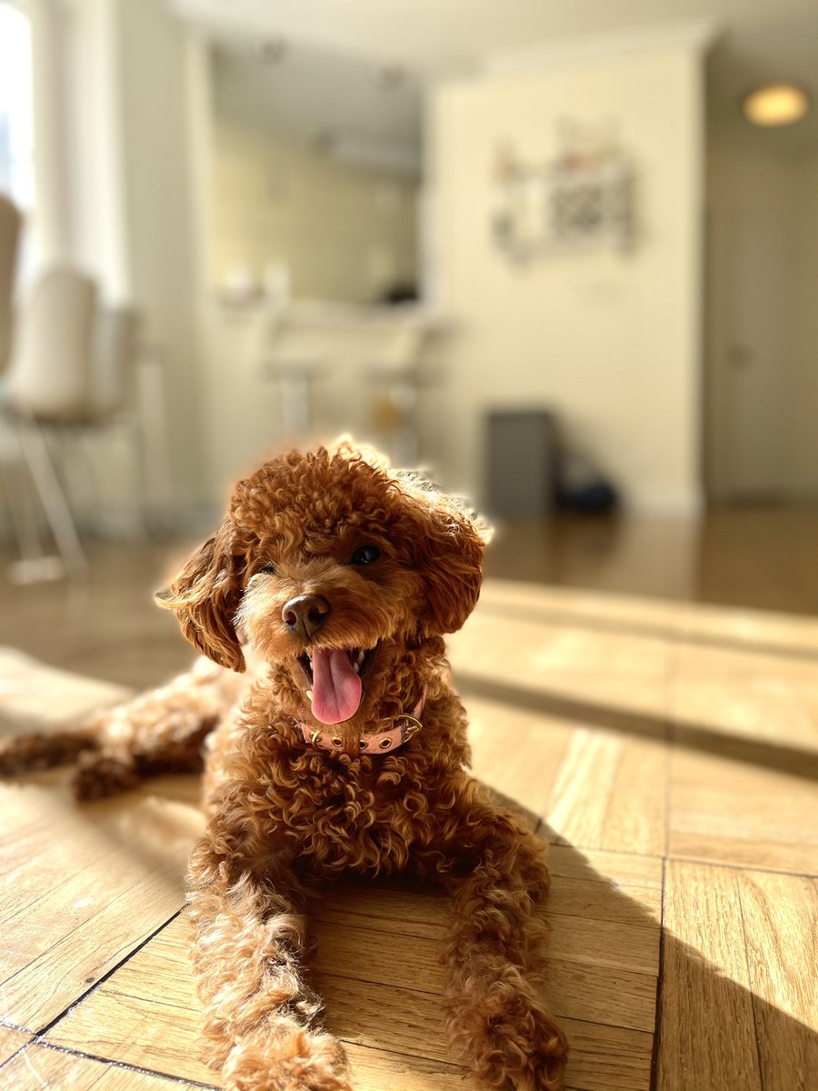 I got the second dose of my Pfizer vaccine today! But more importantly, here is a picture of my new rescue pup from South Korea - her name is Daisy (다람)! #MedTwitter