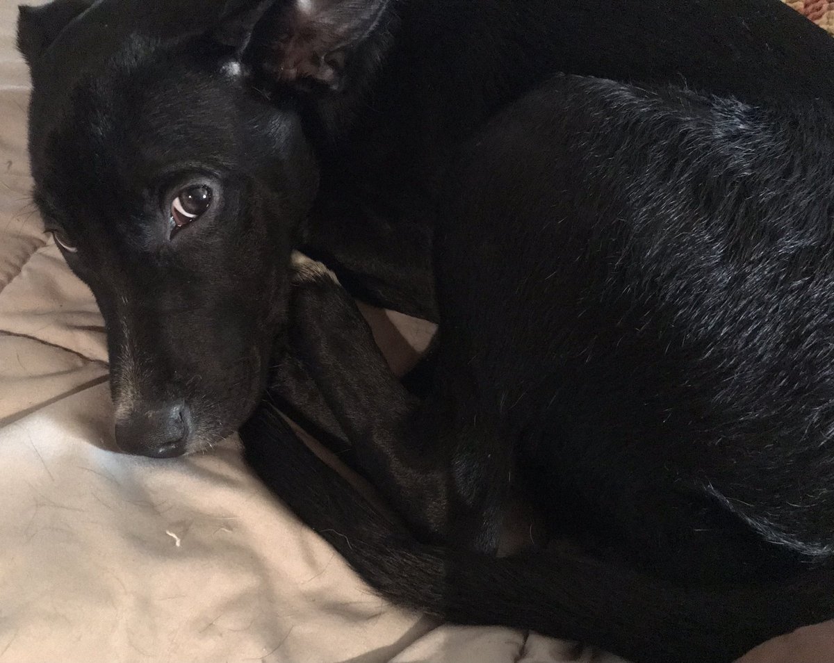 LilLadyLucia's tweet photo. I suspect Mom is clipping my nails while I is sleeping. So, I’m tucking them in and watching Mom closely. *I sees u Mom!* 🥱...😴 #Puplife, must resist baths and nail clippings! #Puppy #PupsofTwitter https://t.co/WvxAwB8B80
