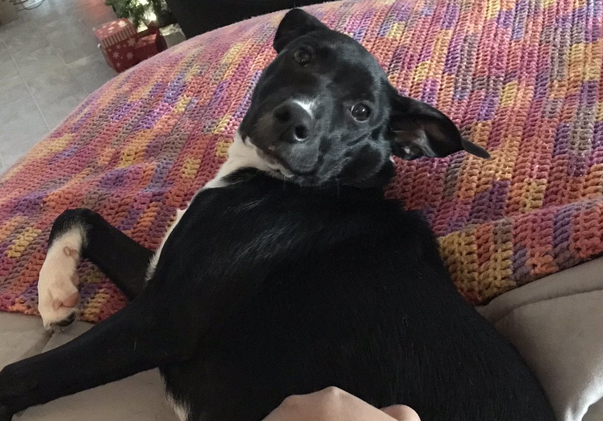 LilLadyLucia's tweet photo. I suspect Mom is clipping my nails while I is sleeping. So, I’m tucking them in and watching Mom closely. *I sees u Mom!* 🥱...😴 #Puplife, must resist baths and nail clippings! #Puppy #PupsofTwitter https://t.co/WvxAwB8B80