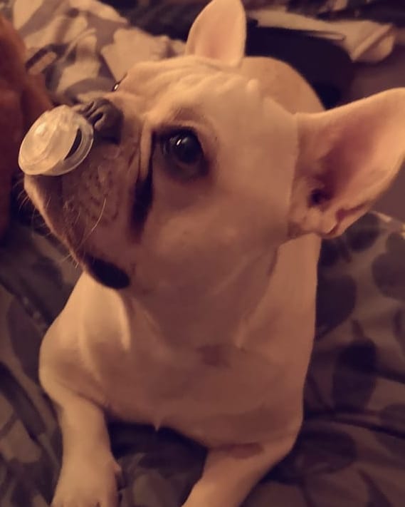 bn_27f's tweet photo. Anyone want too give me 3k to pay for my babies vets bills?? Hes for a rare acute form of epilepsy and I need him home because I miss him and I'm heartbroken 💔 https://t.co/e5yPhgKiZi