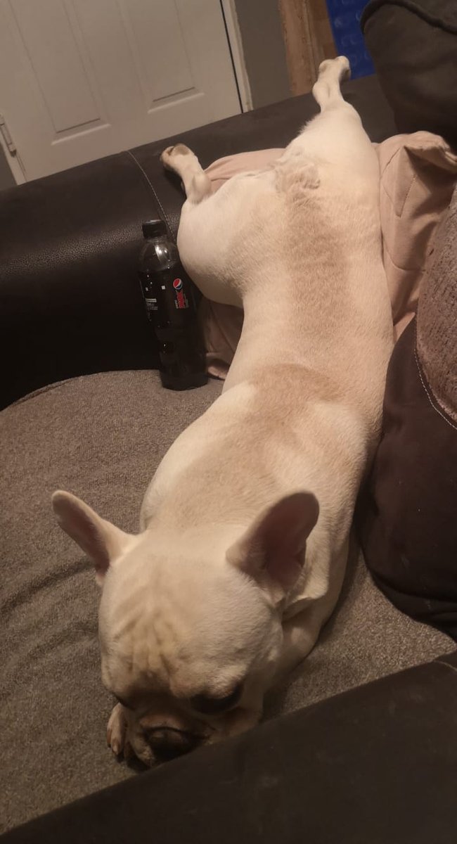 Anyone want too give me 3k to pay for my babies vets bills?? Hes for a rare acute form of epilepsy and I need him home because I miss him and I'm heartbroken 💔
